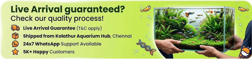 Live Arrival Guaranteed - Shipped from Kolathur Aquarium Hub Chennai
