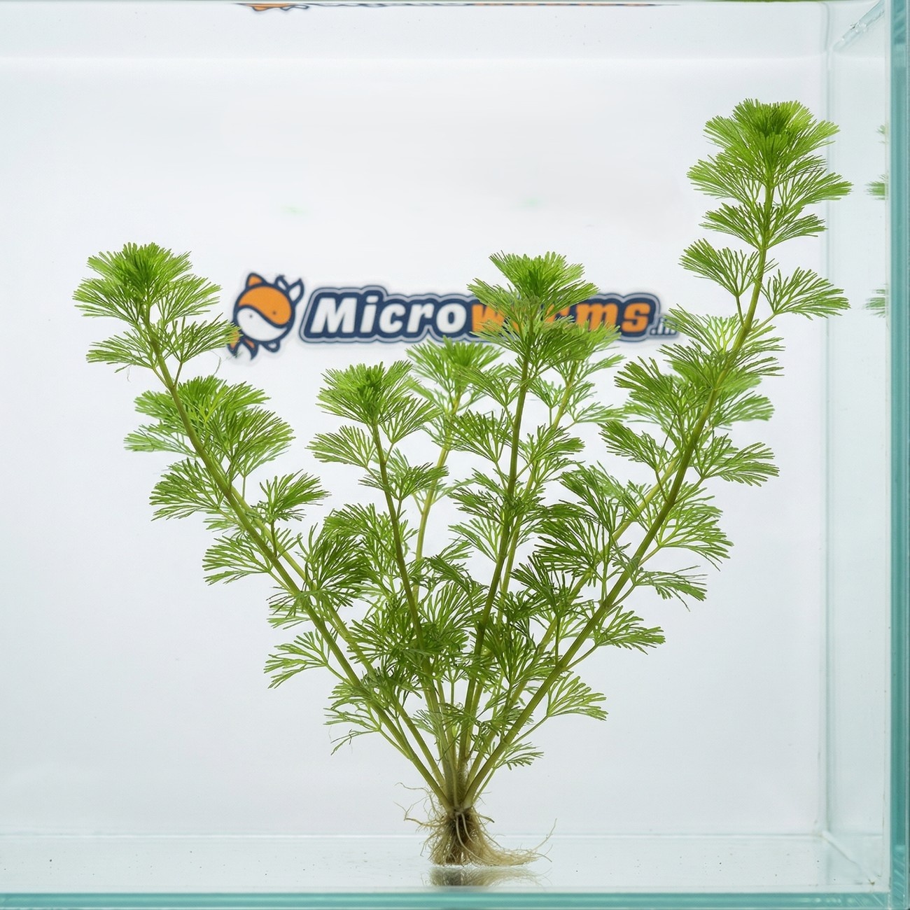 Green Cabomba Live Aquarium Plant (Cabomba caroliniana)