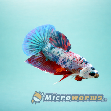 Multi galaxy plakat - Male -#4158