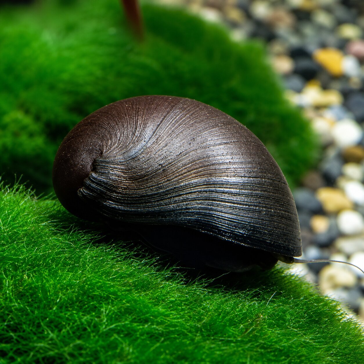 Military Helmet Snail – Freshwater Algae Grazer – Per Snail