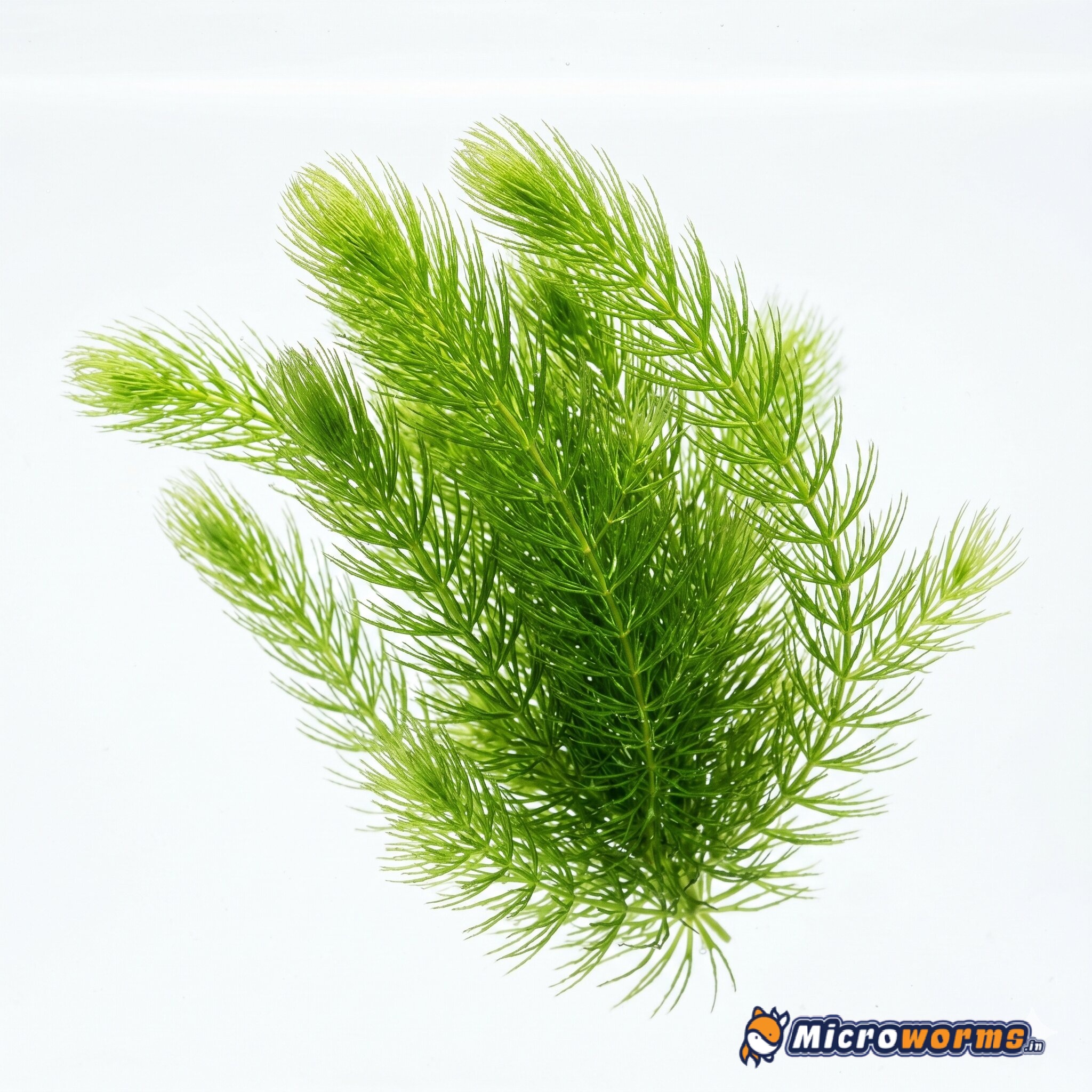 Hornwort / Foxtail – Live Aquarium Plant