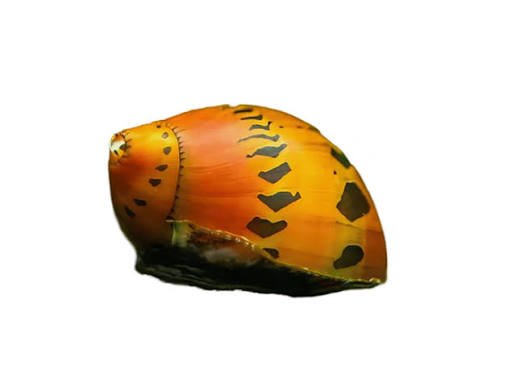Tiger Nerite Snail