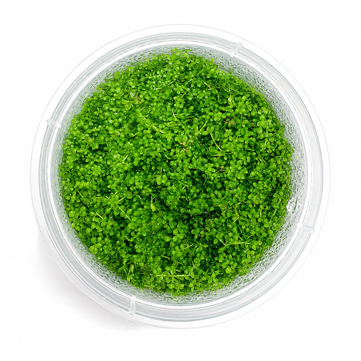 Hemianthus Callitrichoides Cuba