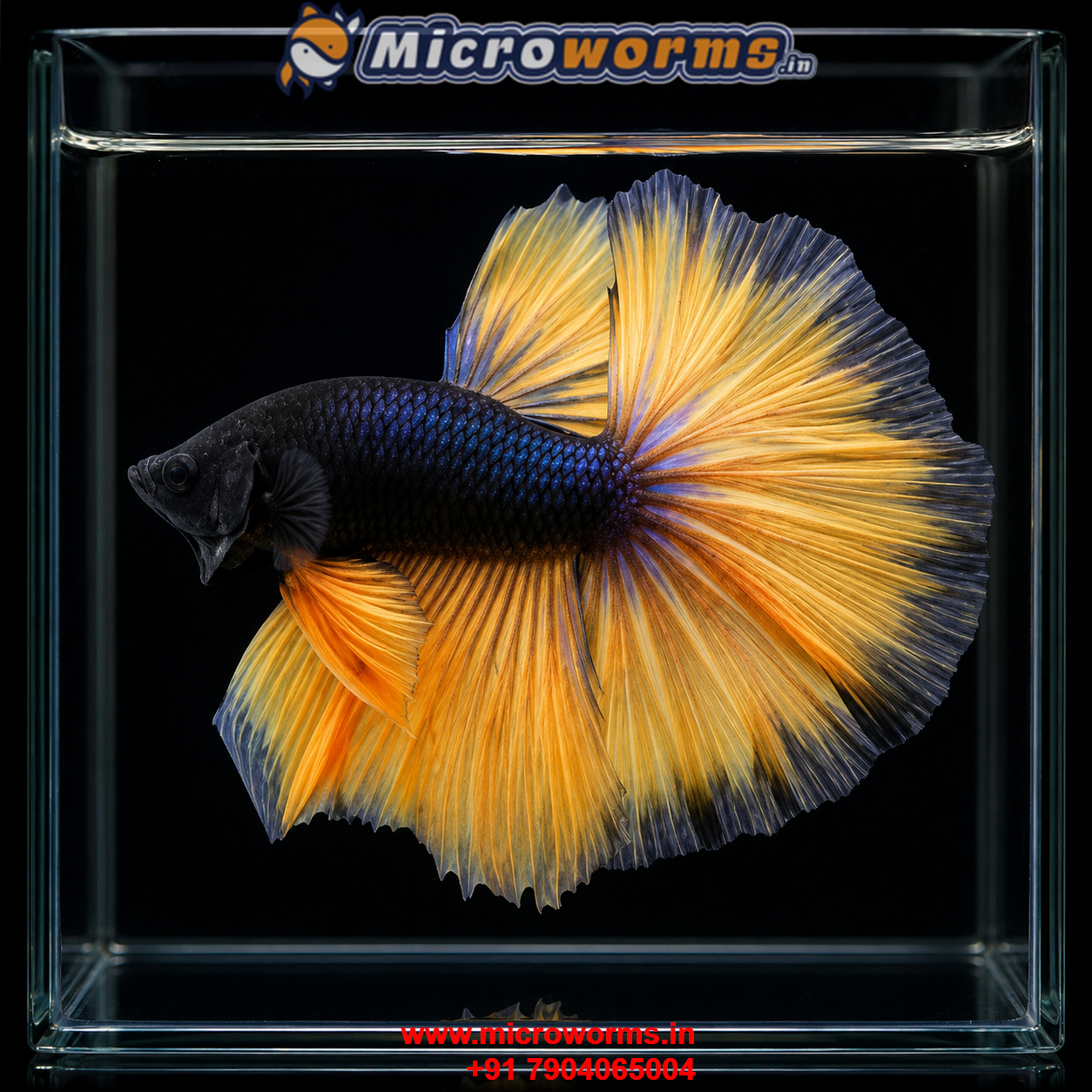 Double Tail Halfmoon Betta – Male – DTHM – Live Betta Fish