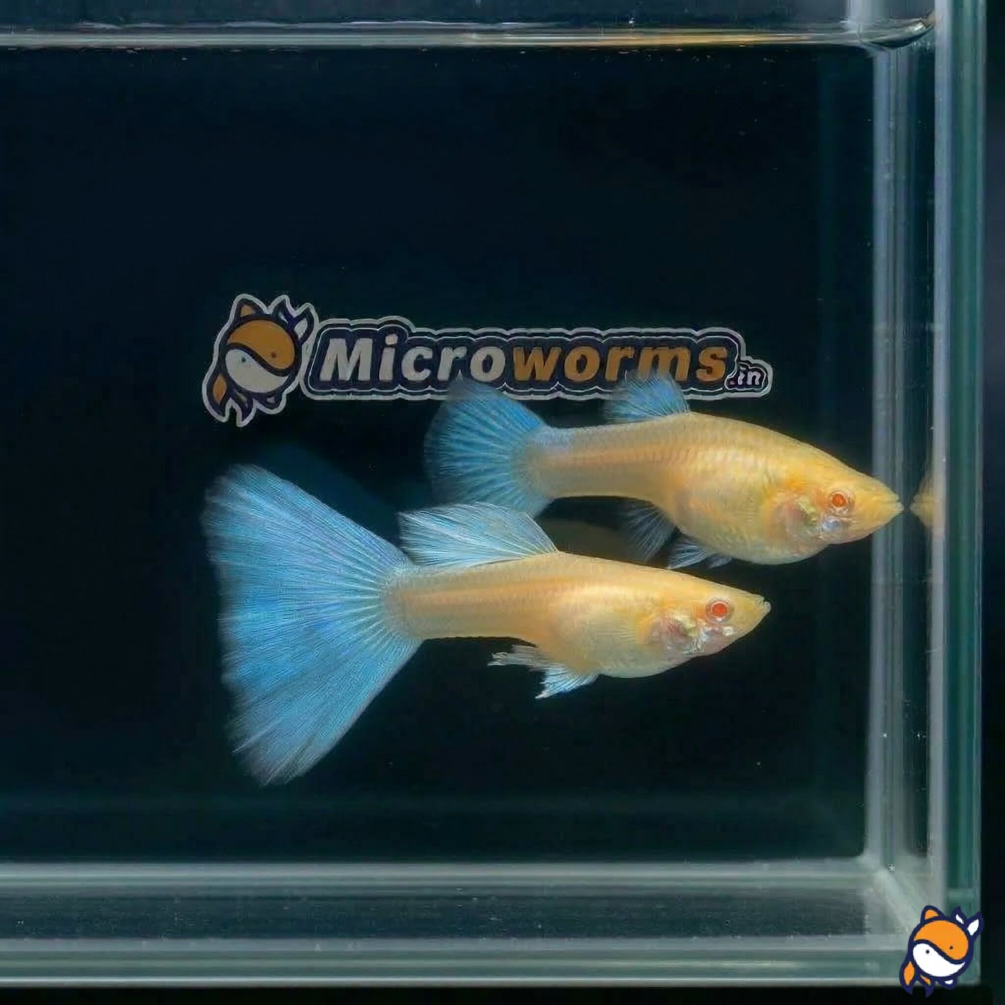Albino Blue Topaz Guppy Red Eye