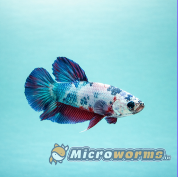 Multi galaxy plakat- Male -#3921