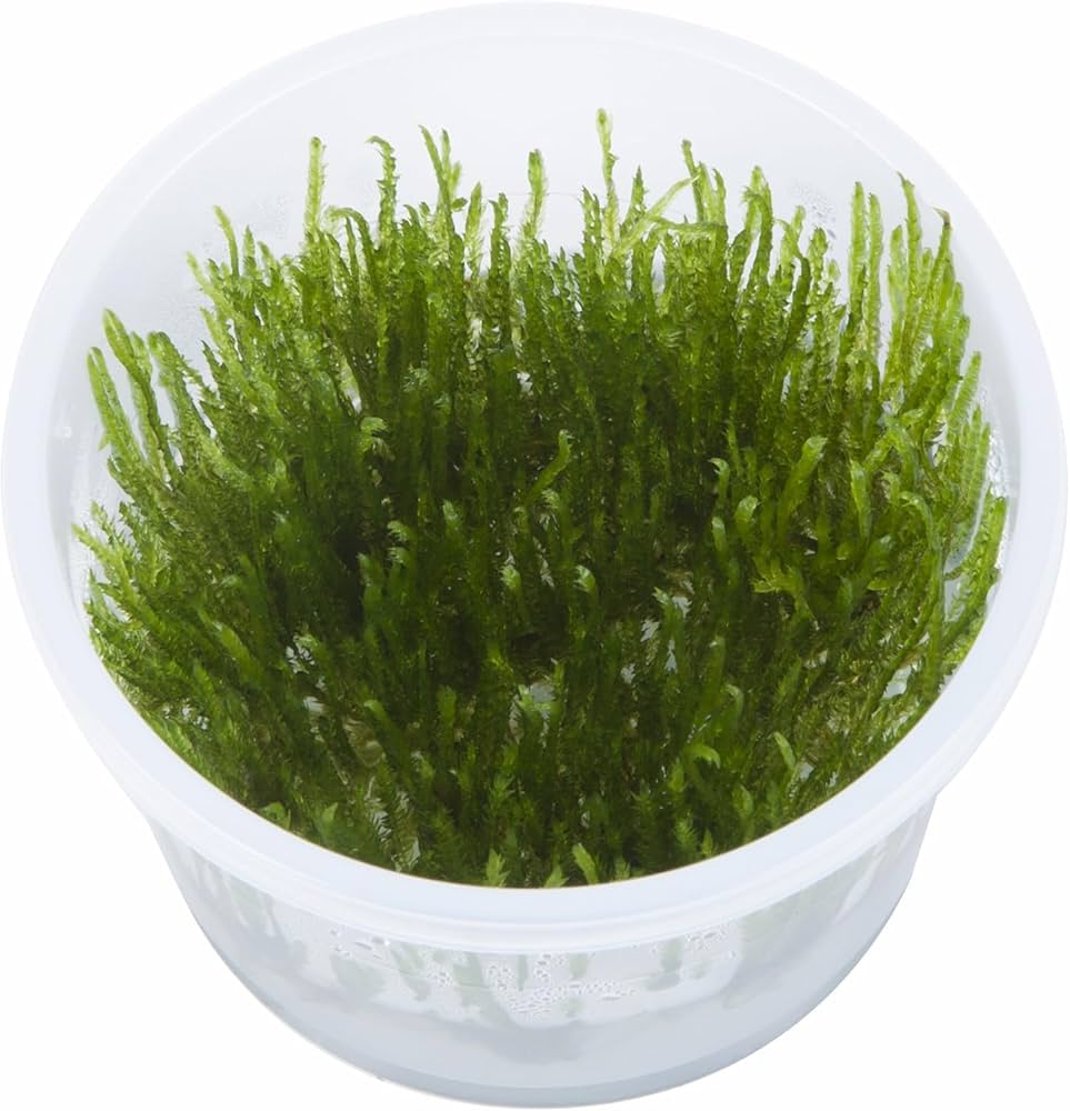 Needle Point Spiky Moss – Live Aquarium Plant (3x3 inch)
