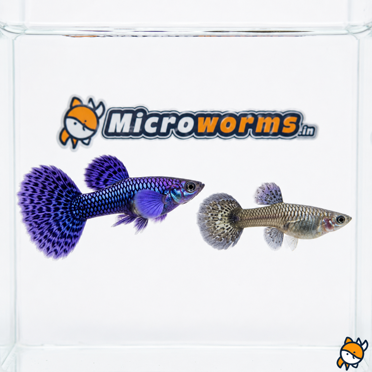 Purple Berry Dragon Dumbo Ear Guppy – Poecilia reticulata – Live Aquarium Fish
