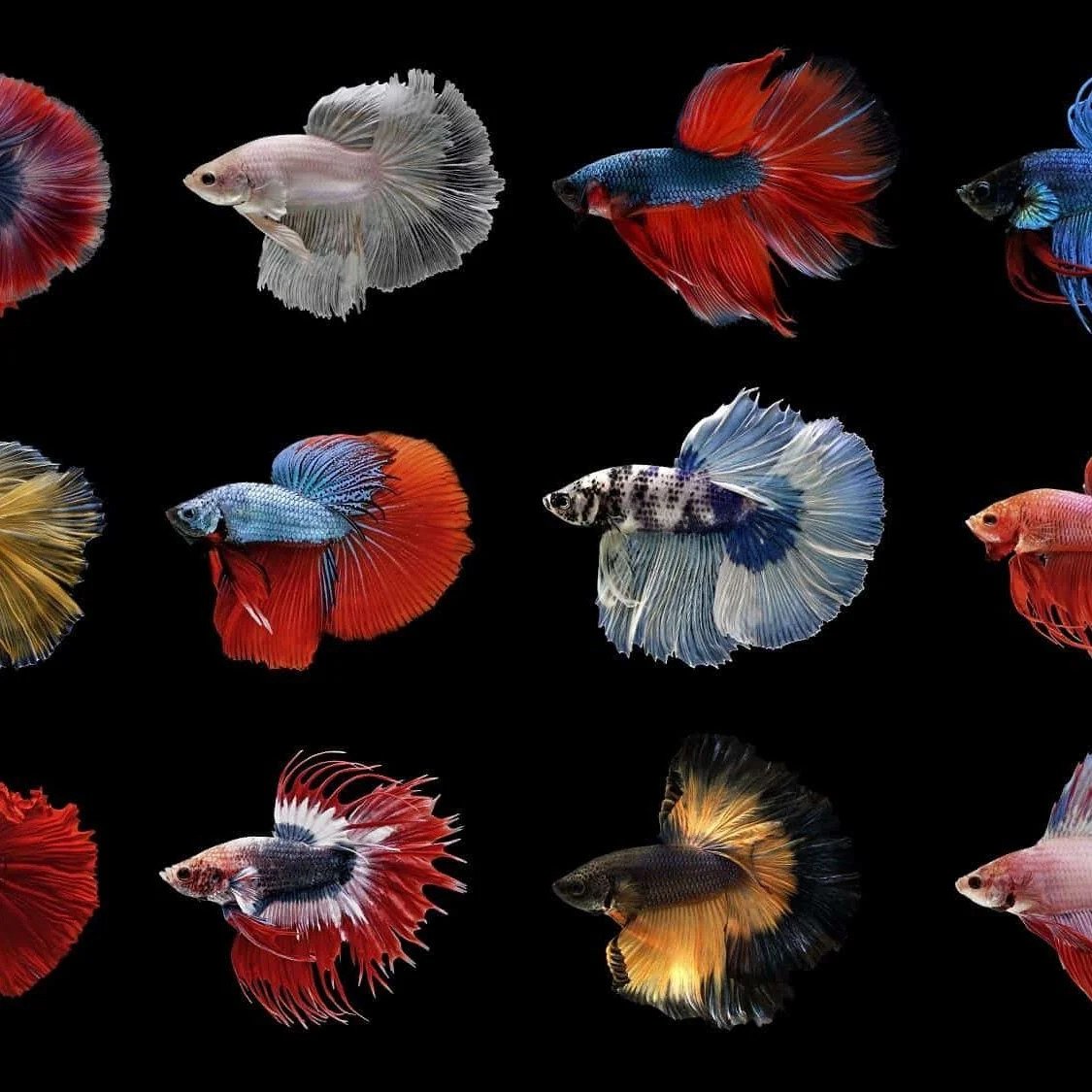 Double Tail Betta Fish – Assorted Colour  – Live Fish