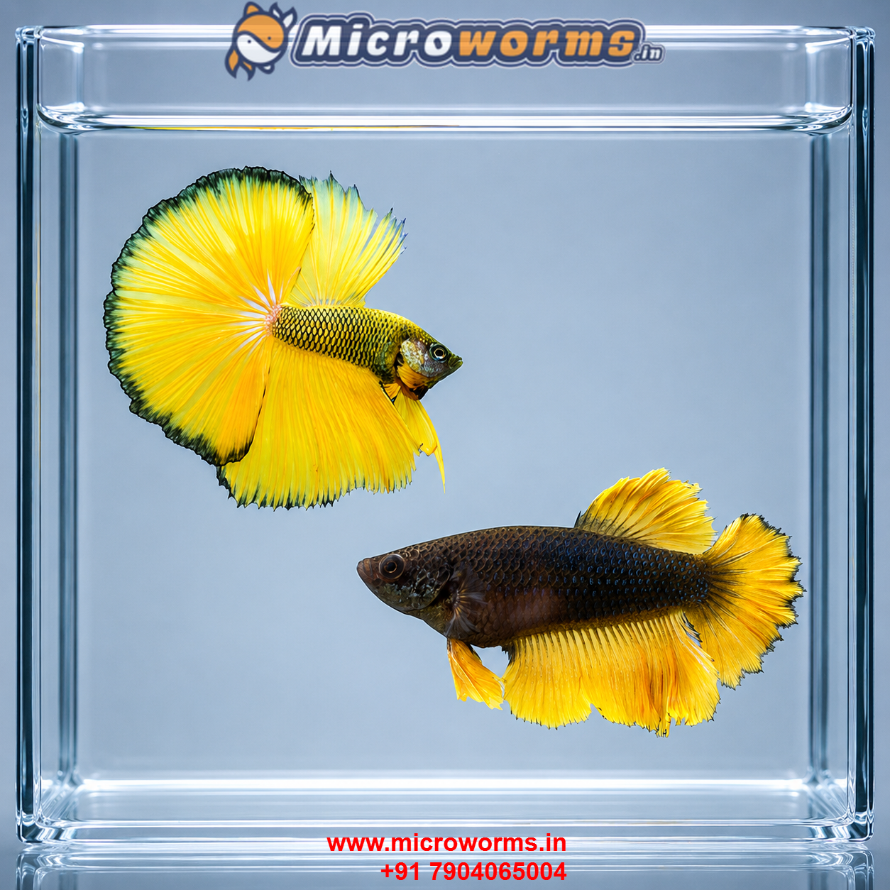Copper OHM Betta – Male Female Pair – Live Betta Fish