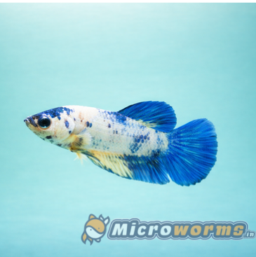 Multi Galaxy Plakat Betta Fish (Female) #3498