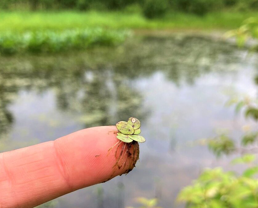 Duck Weed