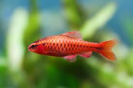 Cherry Barb – Puntius titteya – Live Aquarium Fish