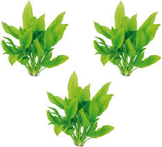 Amazon Sword Aquatic Plant – Echinodorus bleheri (Small to XL)