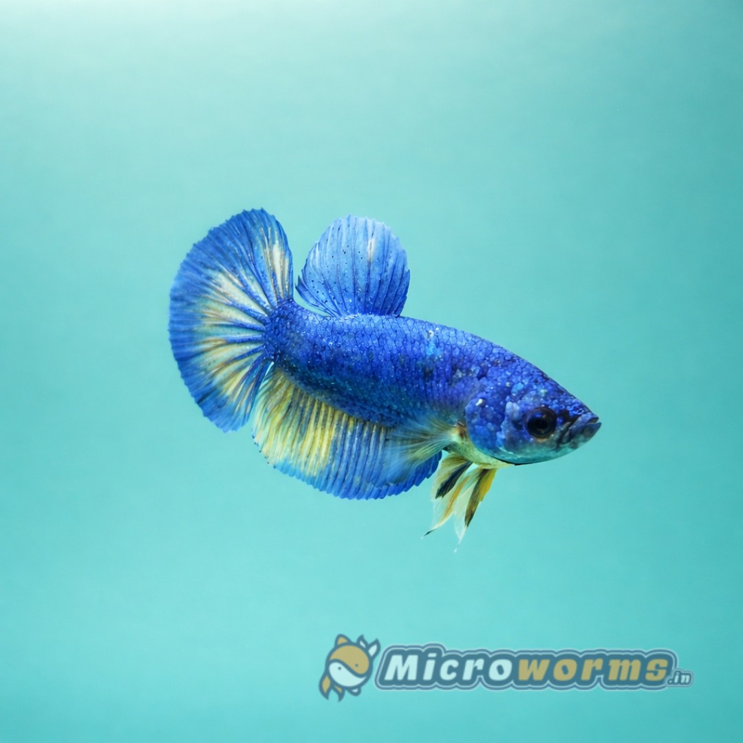 Blue with yellow plakat betta fish