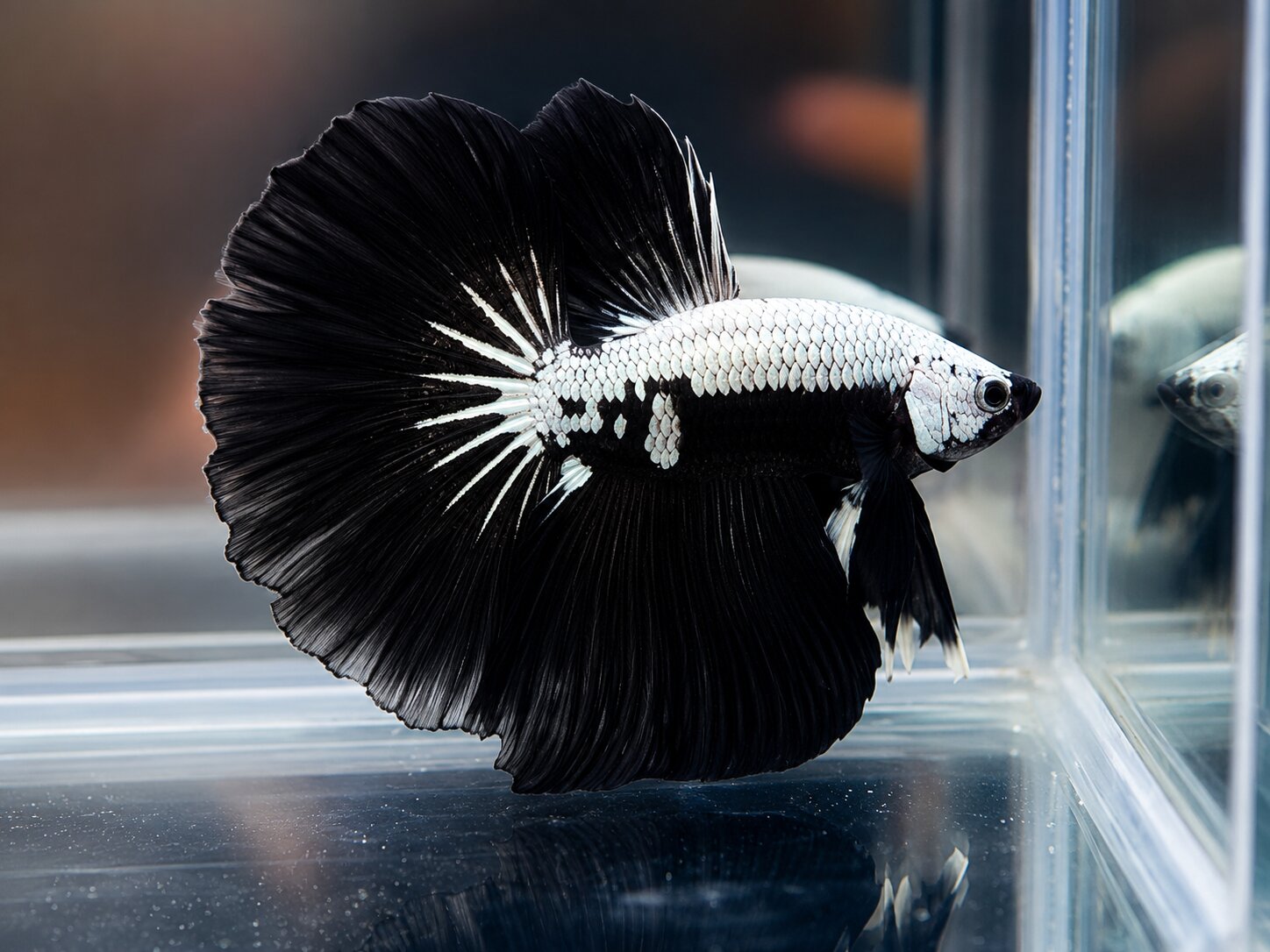 Black Samurai OHM Betta – Male Female Pair – Live Betta Fish