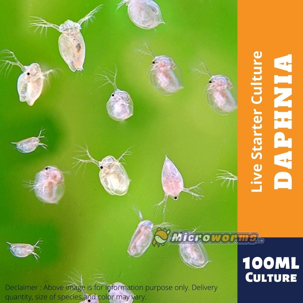 Daphnia Starter Culture