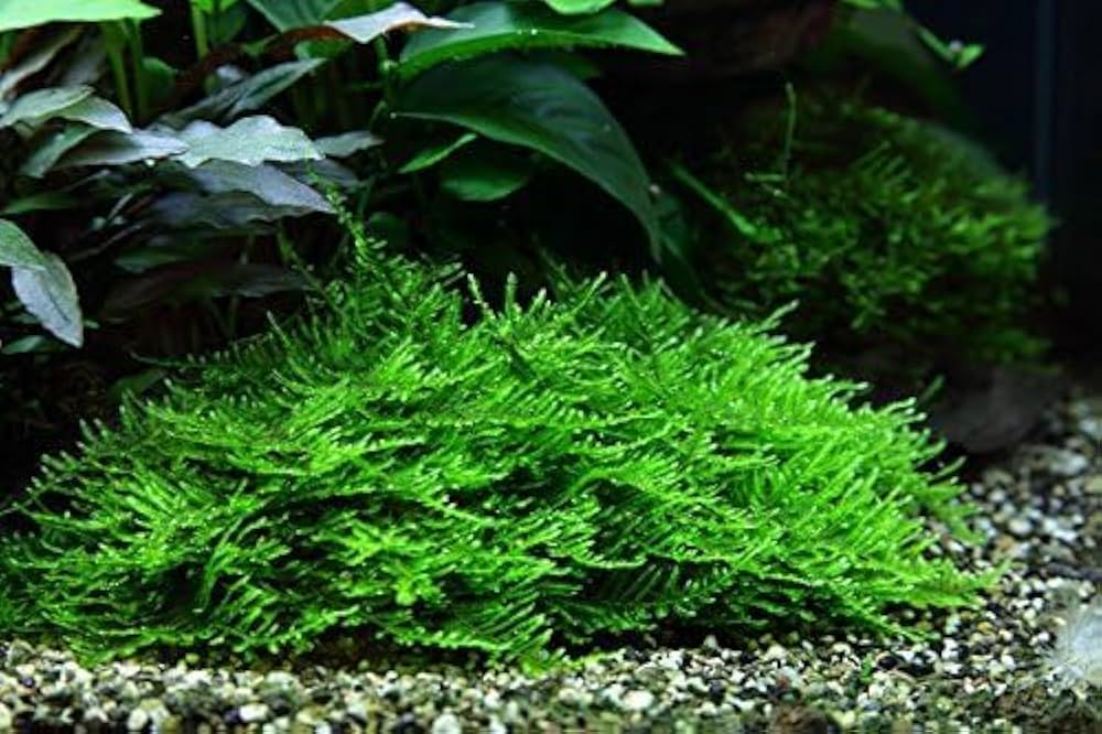 Needle Point Spiky Moss – Live Aquarium Plant (3x3 inch)