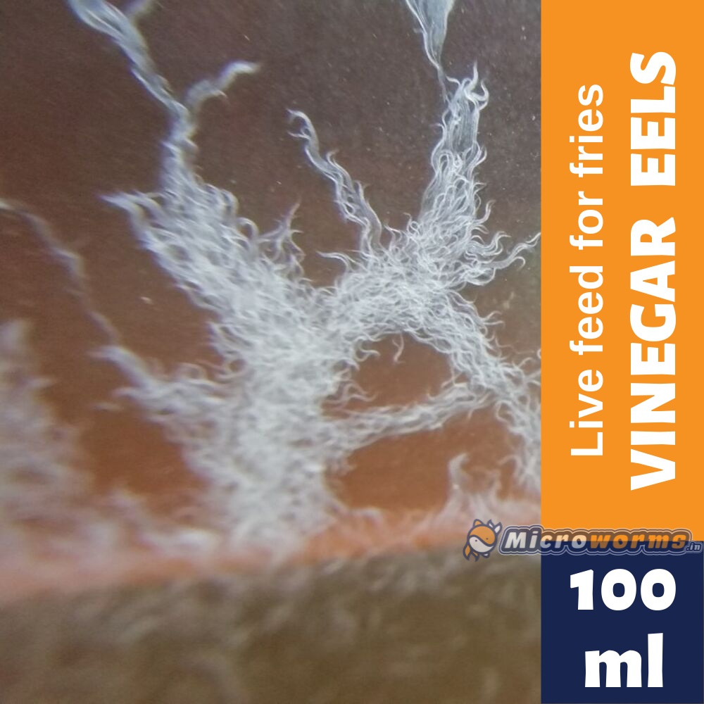 Live Vinegar Eels Starter Culture - Rich Apple Cider Medium