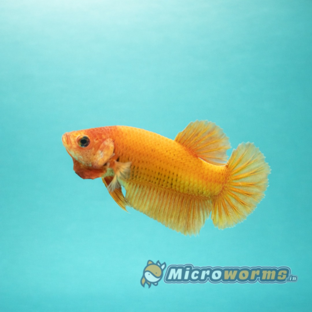 Solid Orange plakat betta fish