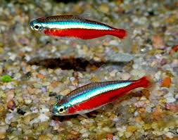 Neon Tetra – Paracheirodon innesi – Live Aquarium Fish (Pair)