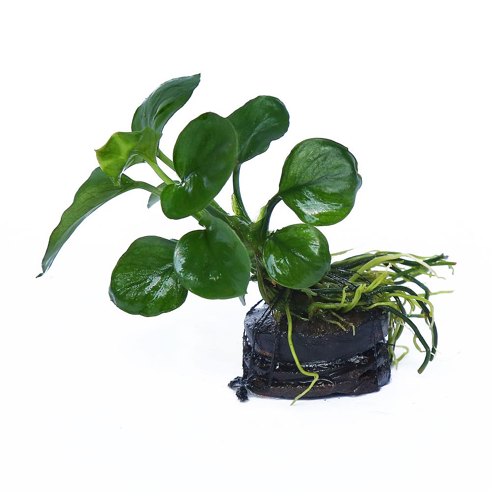 Anubias nana – Aquarium Plant (Anubias barteri var. nana)