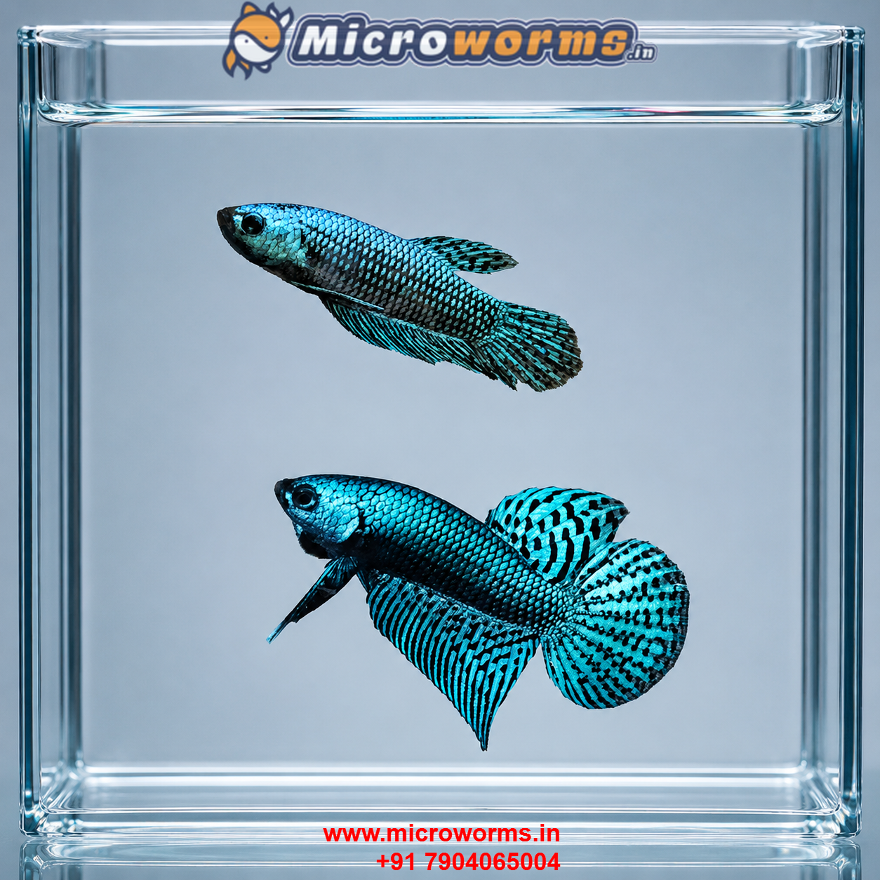 Alien Betta – Breeding Pair – F1 Wild Hybrid – Live Fish