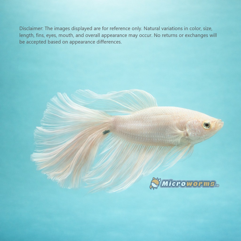 White Gaint Betta Fish Male