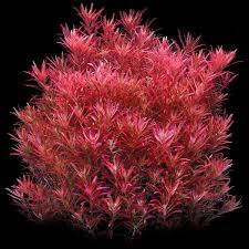 Rotala rotundifolia Red (Rottala Red) – Aquarium Stem Plant – 1 Cup