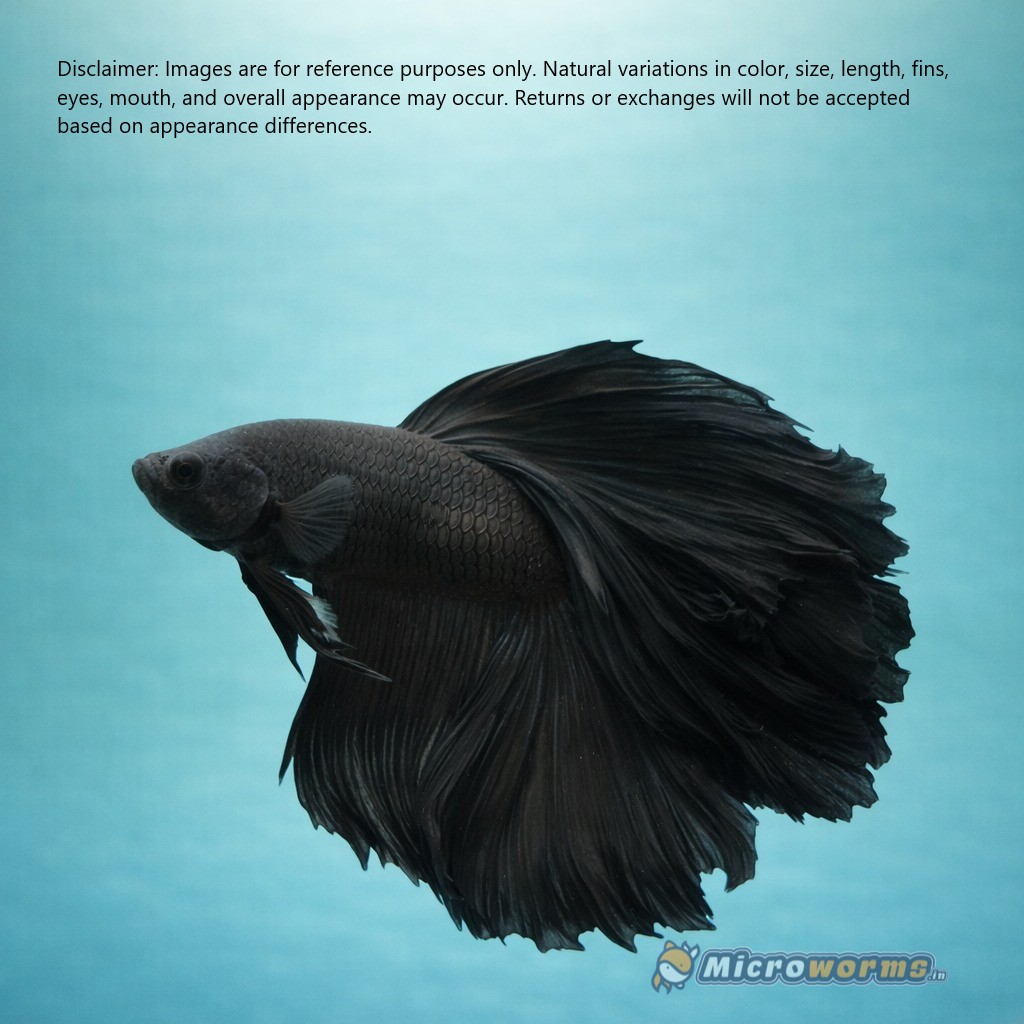 Full Black Giant Betta Fish (Male)