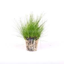Dwarf Hairgrass (Eleocharis parvula) – Aquarium Carpet Plant – 1 Pot
