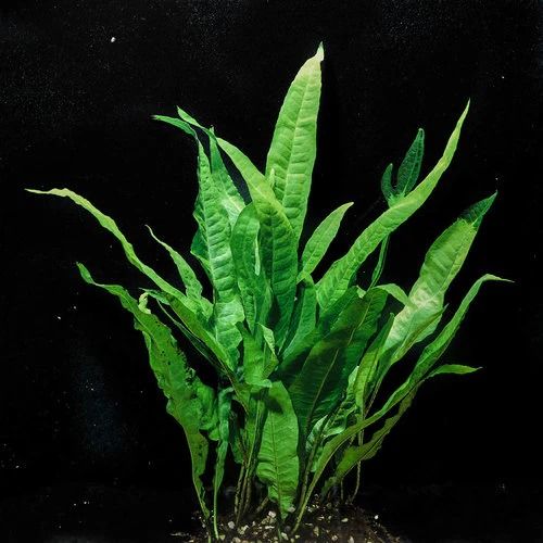 Java Fern – Microsorum pteropus Aquarium Plant