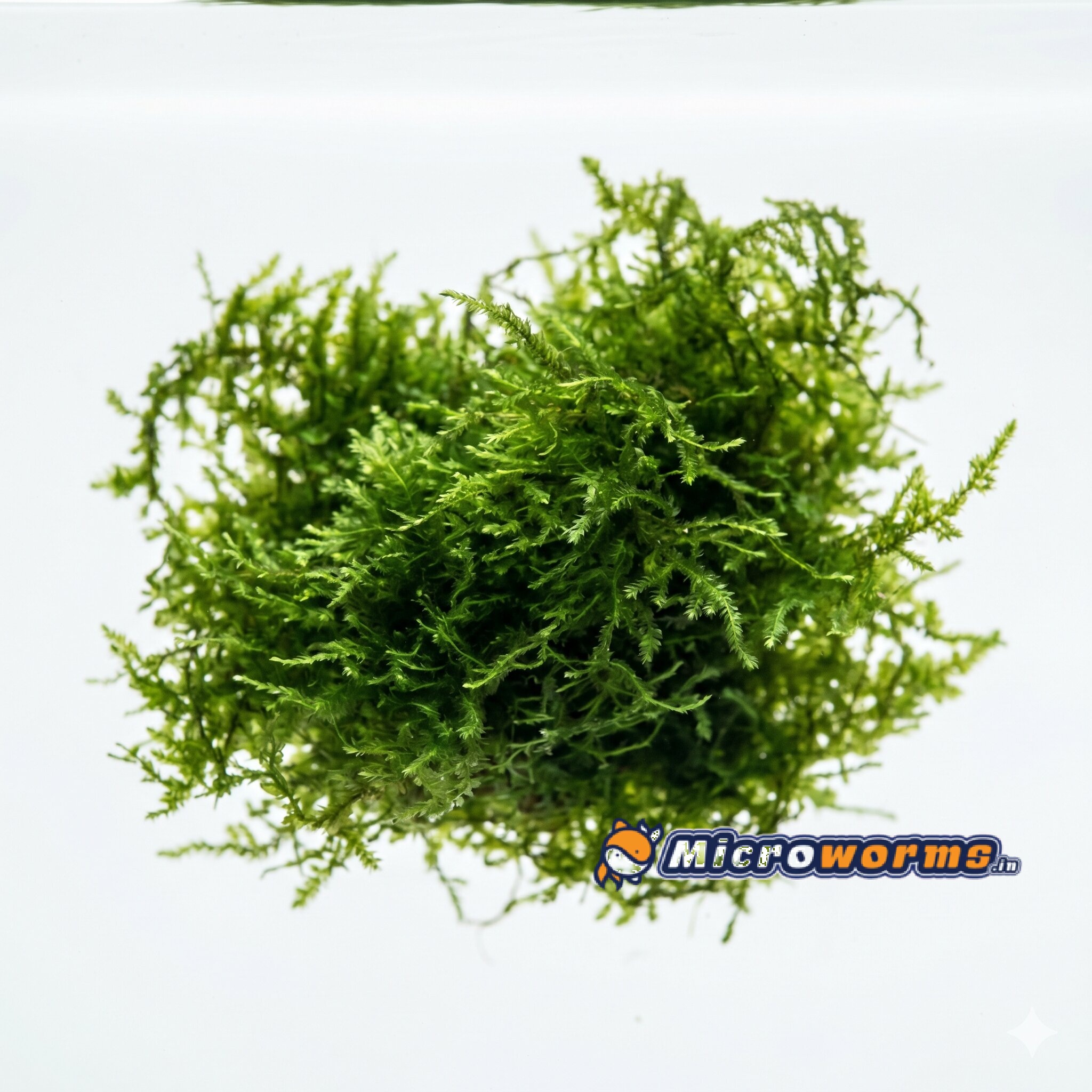 Aqua Velvet Java Moss – Live Aquarium Plant (3x3 inch)