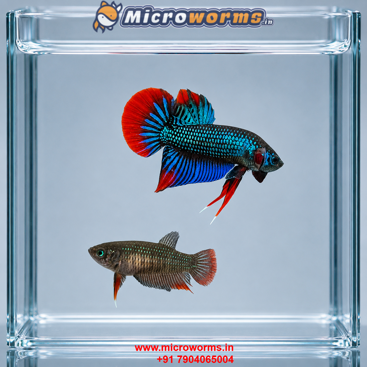 Betta imbellis – Peaceful Betta – Crescent Betta – Breeding Pair