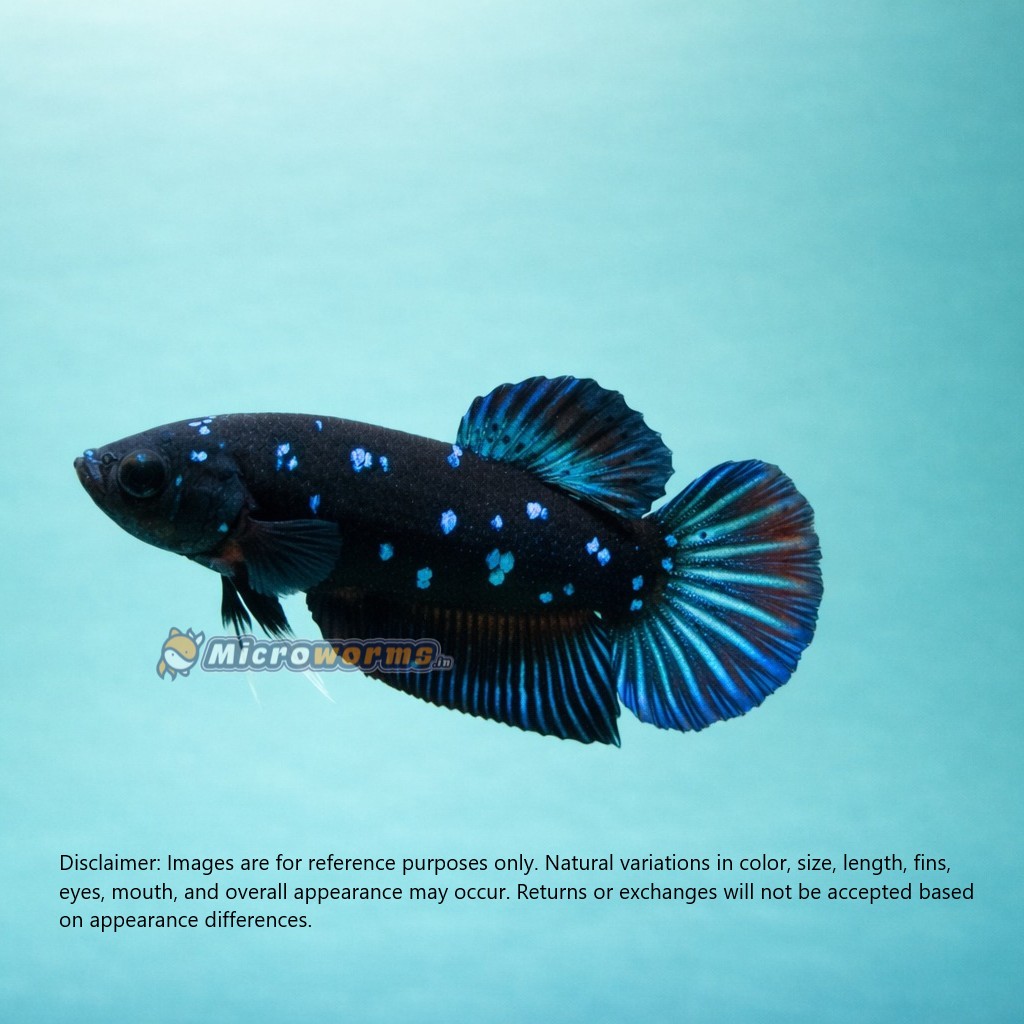 Avatar HM Plakat Betta – Show Quality HMPK