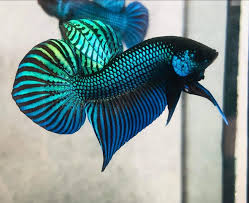 Blue Mahachai Wild Betta – Semi Adult