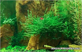 Velvet Fern Christmas Moss – Live Aquarium Plant