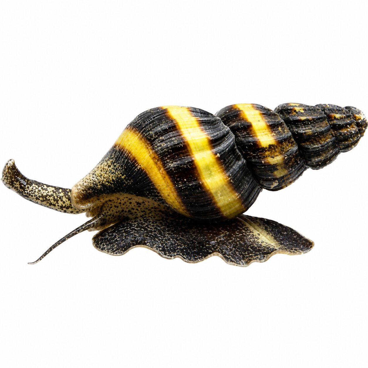 Assassin Snails – Biological Pest Snail Control
