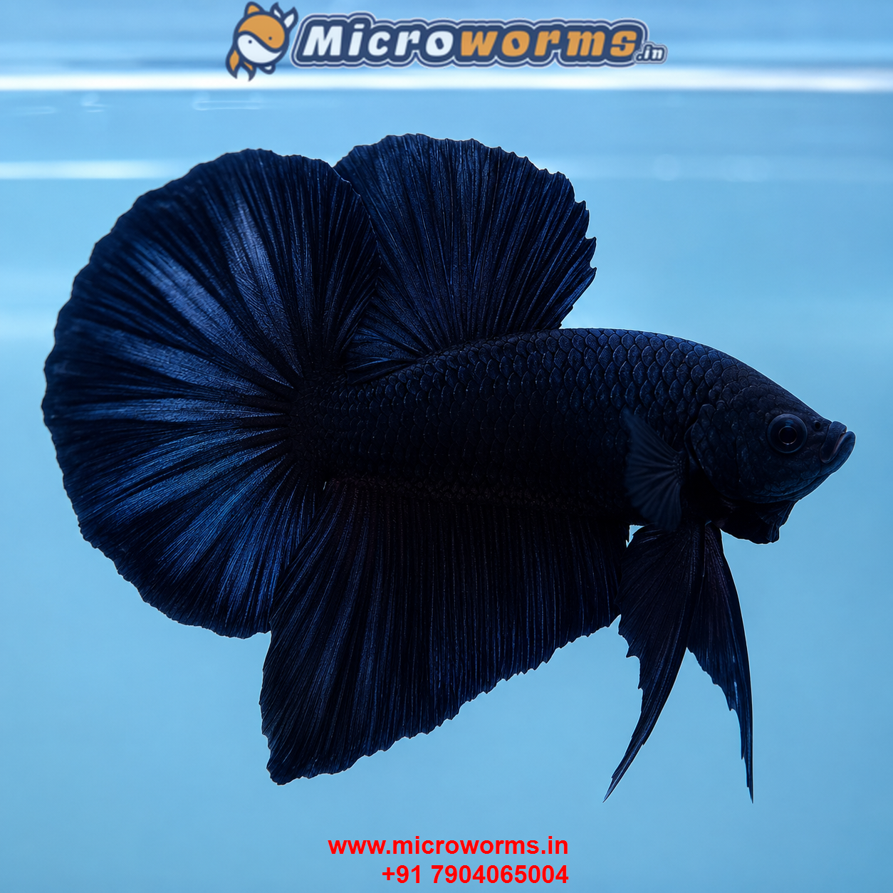 Solid Super Black HMPK Betta – Male – Live Betta Fish