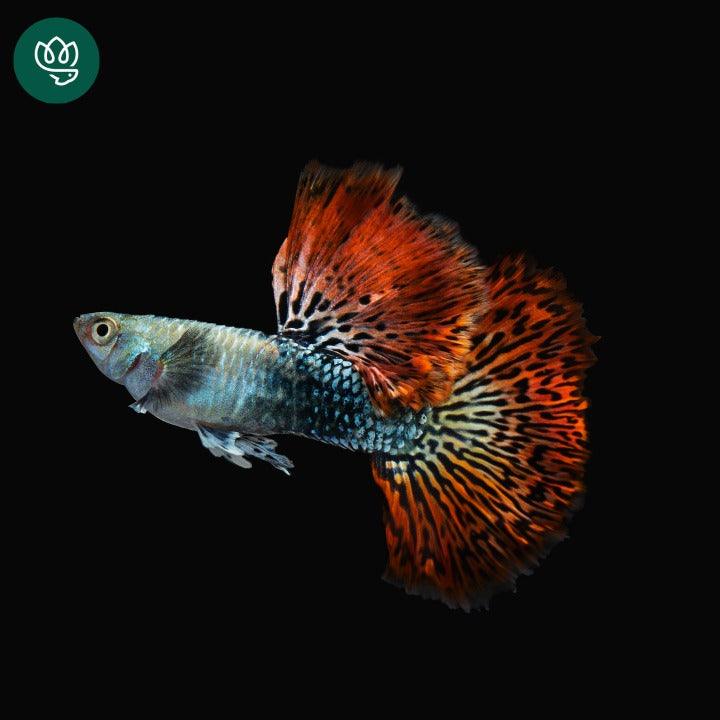 Red Dragon Guppy Pair