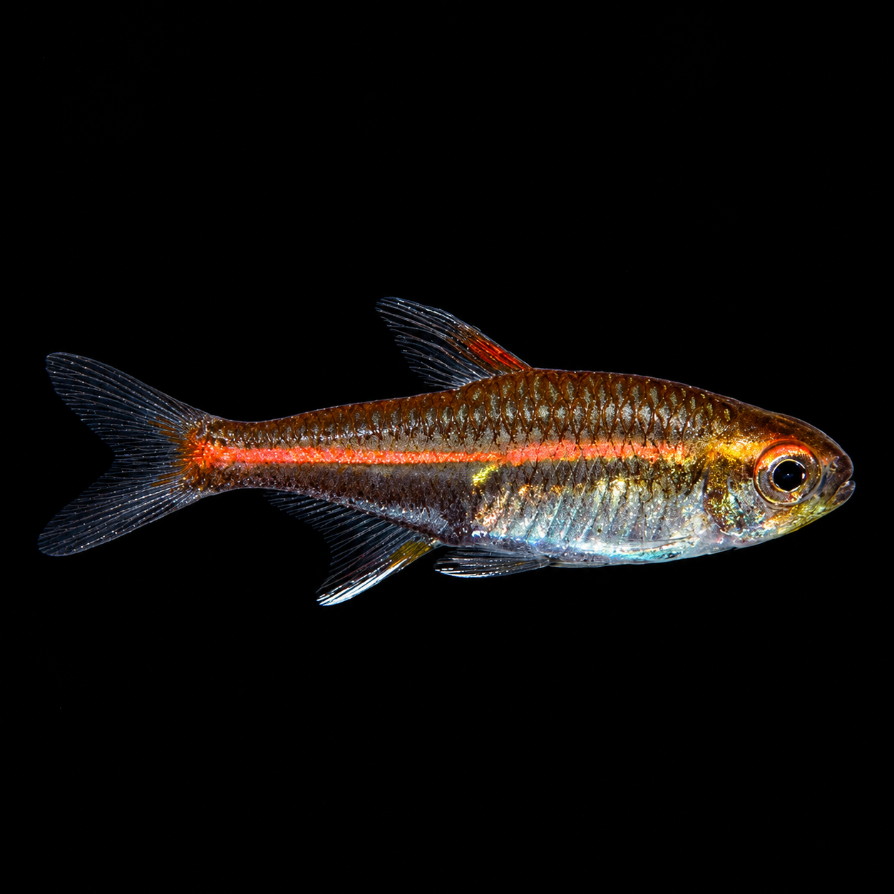 Glowlight Tetra (Glow Eye Tetra) – Hemigrammus erythrozonus – Live Aquarium Fish