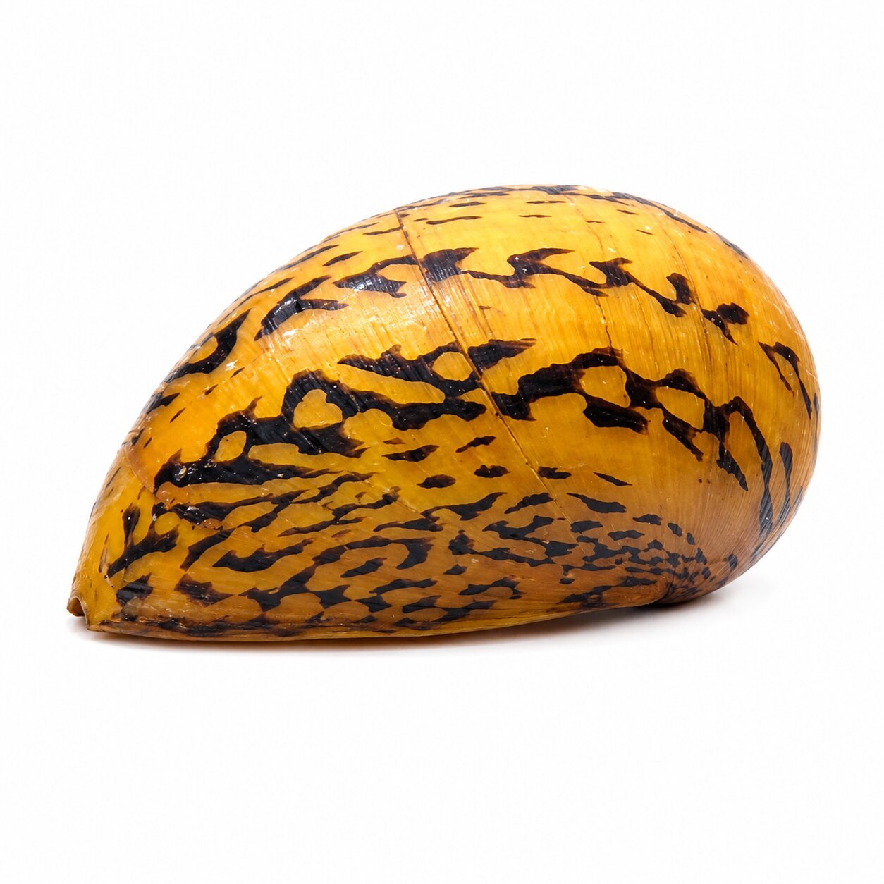 Batik Snail –Pet Snail