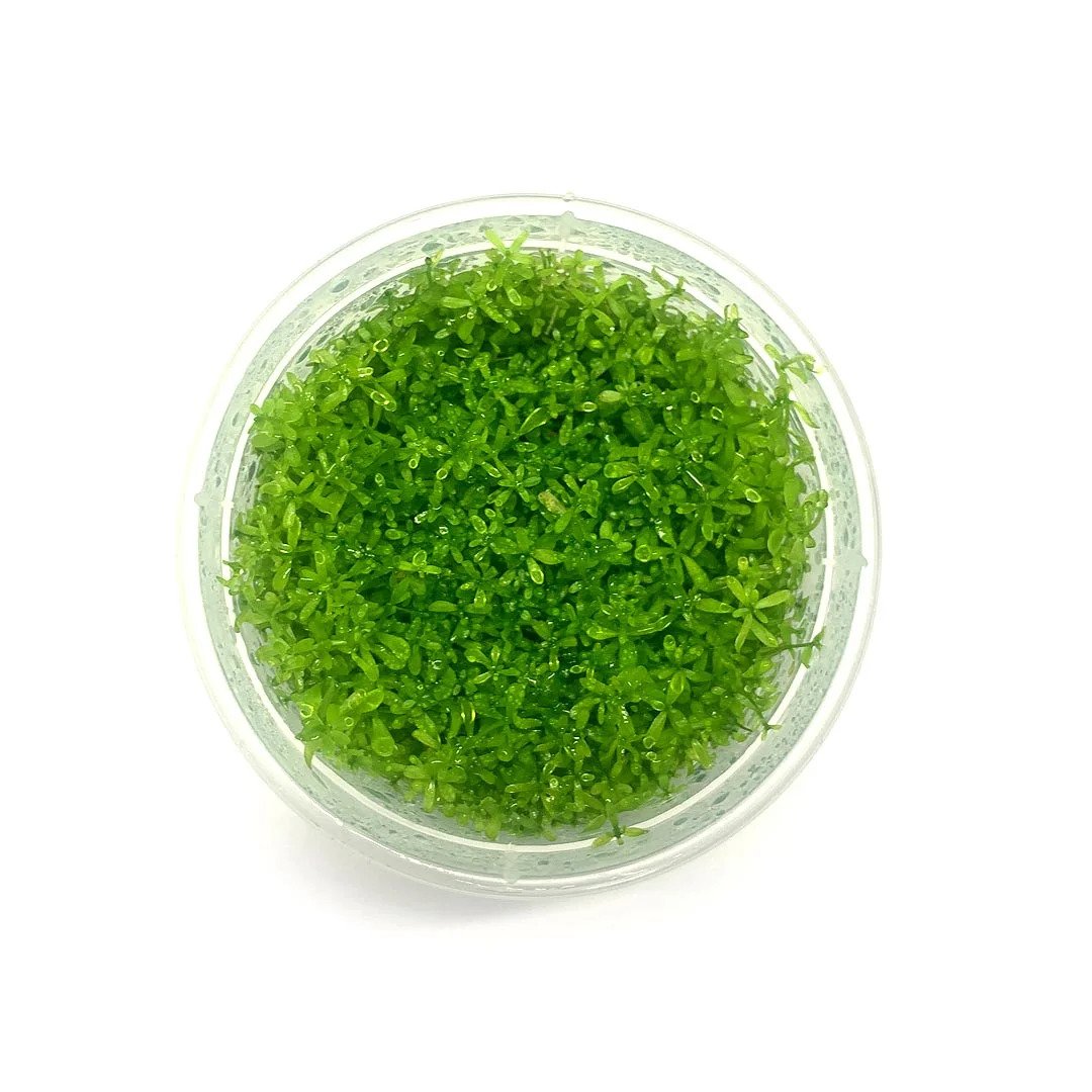 Pearl Weed