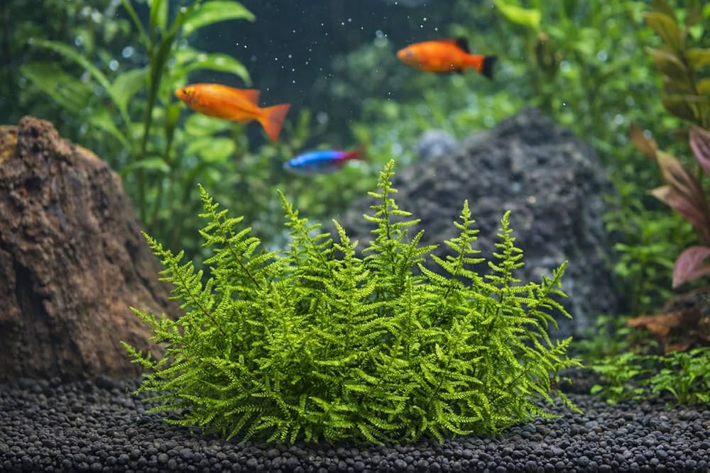 Emerald Fan Peacock Moss – Live Aquarium Plant (3x3 inch)