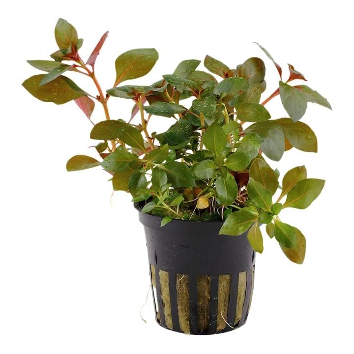 Ludwigia repens – Red Stem Aquarium Plant – 1 Pot