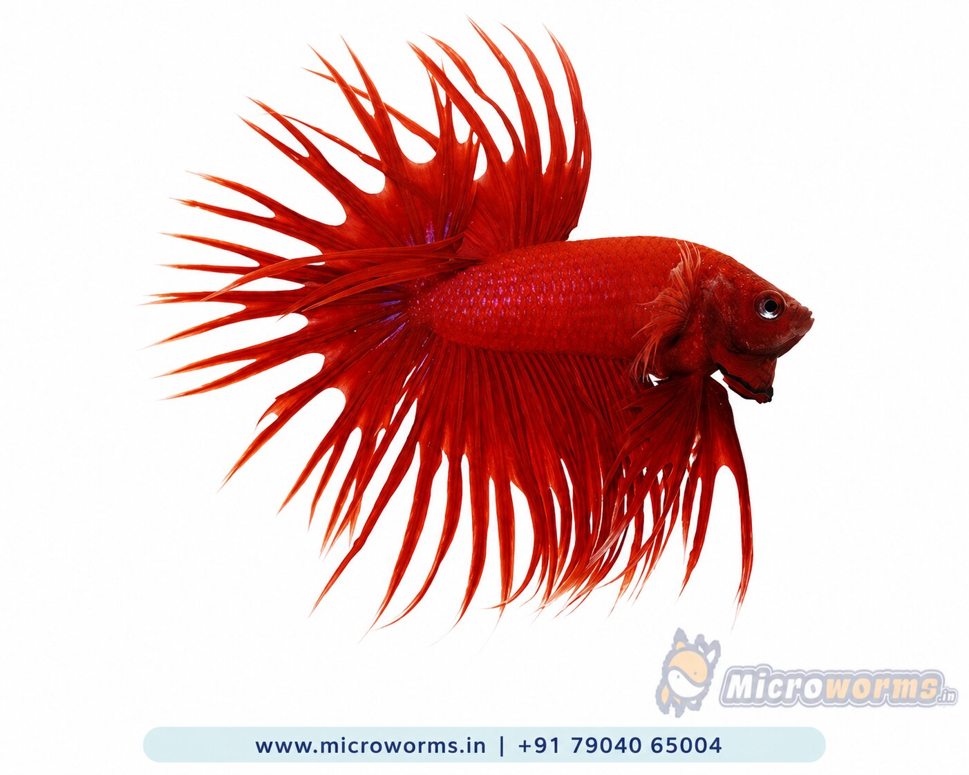 Red Crown Tail Betta – Male – Vivid Red Spiked Crown Fin – Live Fish