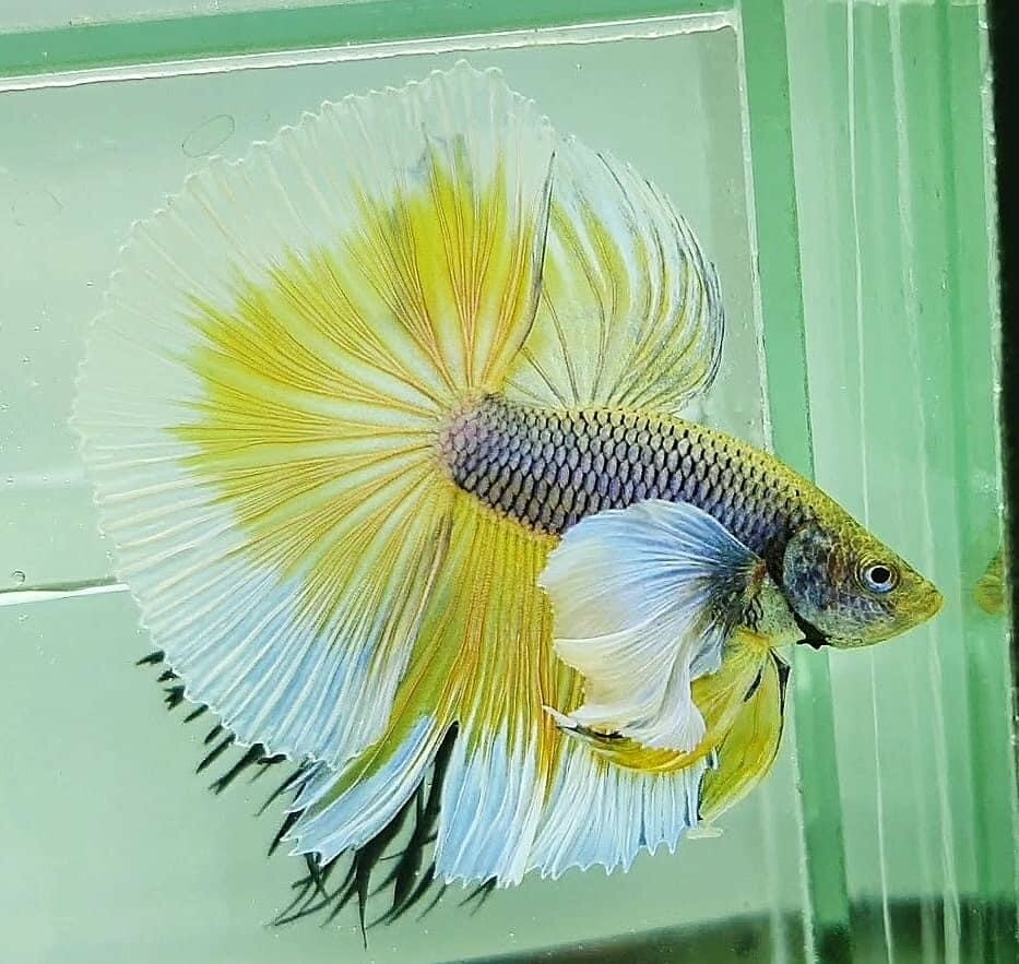 Dumbo Ear Halfmoon Betta – Male – Elephant Ear HM – Live Betta Fish