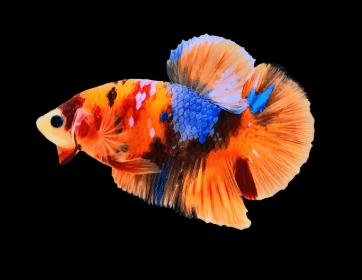 Nemo Galaxy Plakat Betta Fish