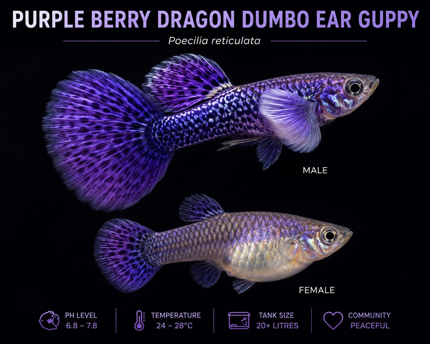 Purple Berry Dragon Dumbo Ear Guppy – Poecilia reticulata – Live Aquarium Fish