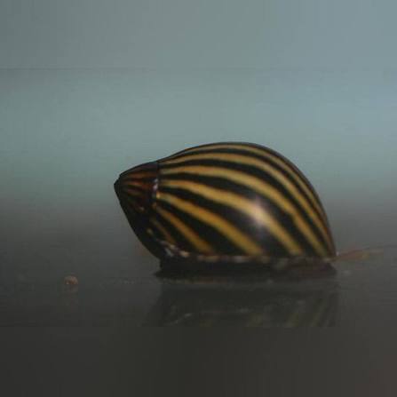 Zebra Nerite Snails – Best Algae Eating Snail for Aquariums